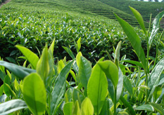 茶叶免费的正能量WWW正能量标签方案